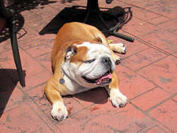 IMG_1008_1.jpg