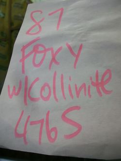 fox1.jpg