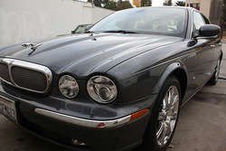 jaguar_whole2.jpg