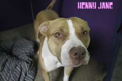 hennycivic2.jpg