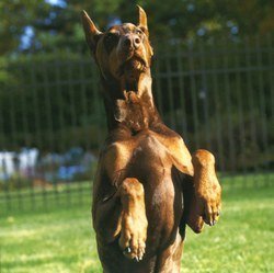 dober+beggin.jpg
