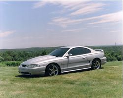 mustangonhill1-2.jpg