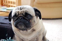 sad-pug_otherway.jpg