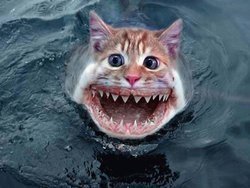 animales-photoshop-5.jpg