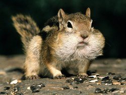 35419-bigthumbnail.jpg