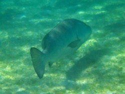 IMG_0653_zps243ba486.jpg