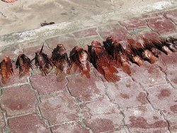IMG_0675_zps741c7e4a.jpg