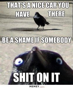 funny-bird-shit-car.jpg